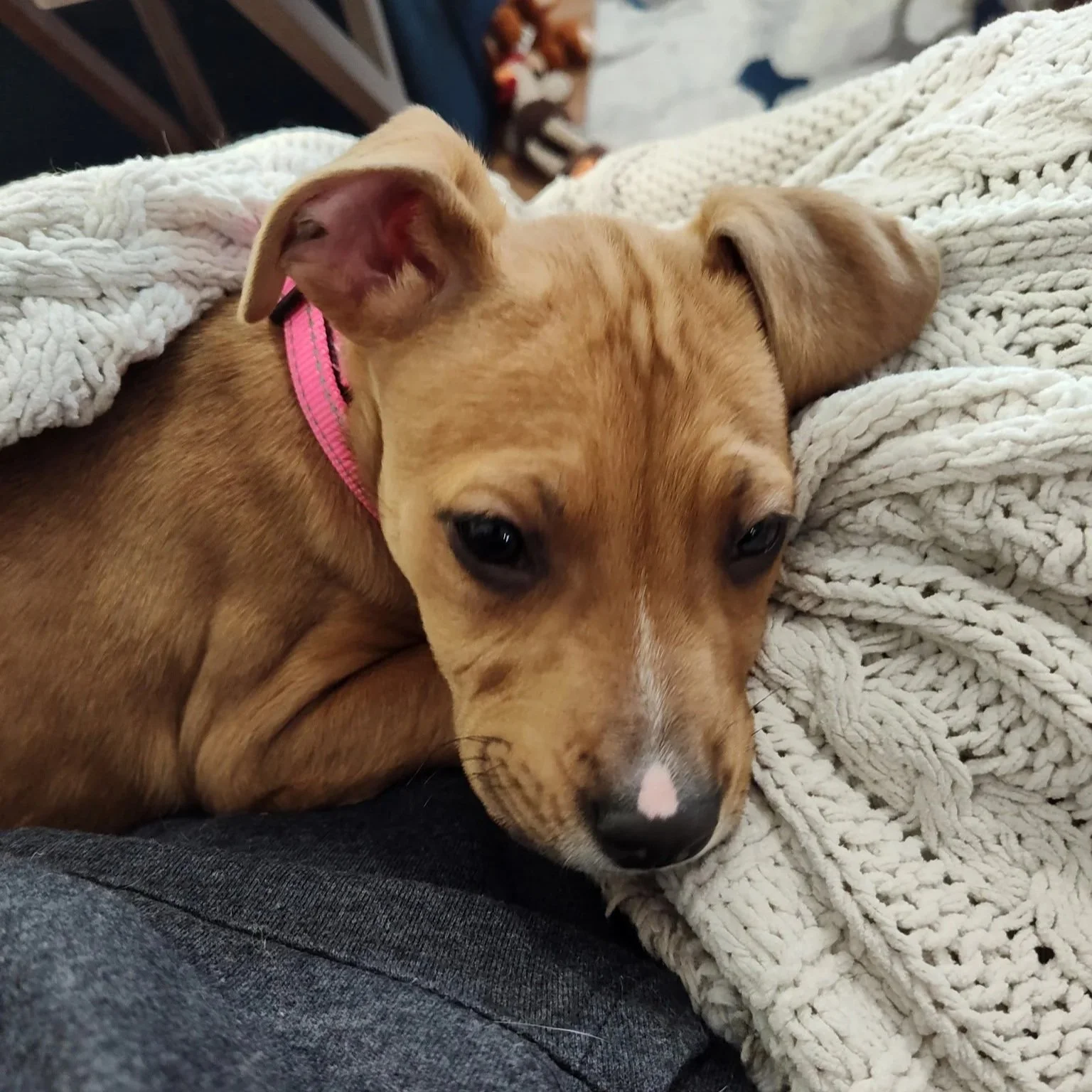 Velma - The Mystery Gang - Available to Meet in Vermont 1/17