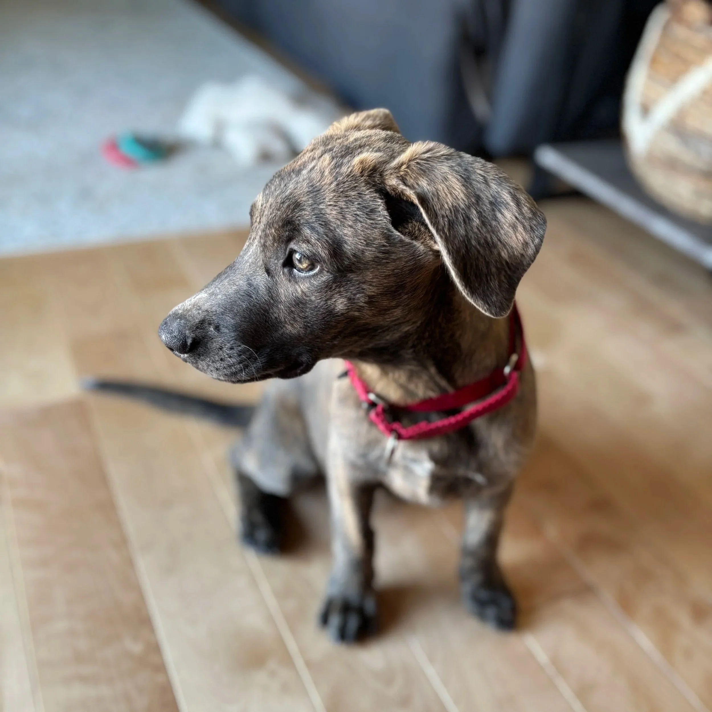 Greyson3.jpg