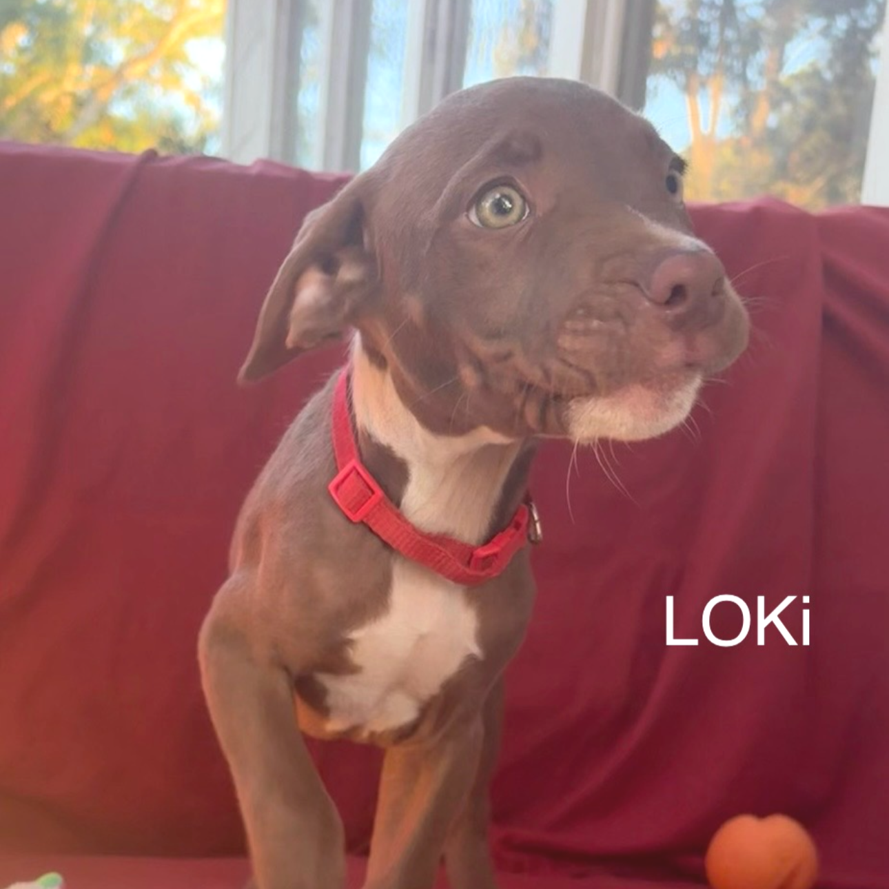 Loki1.png