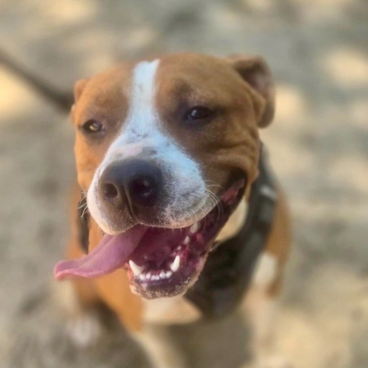 Waylon1.jpg