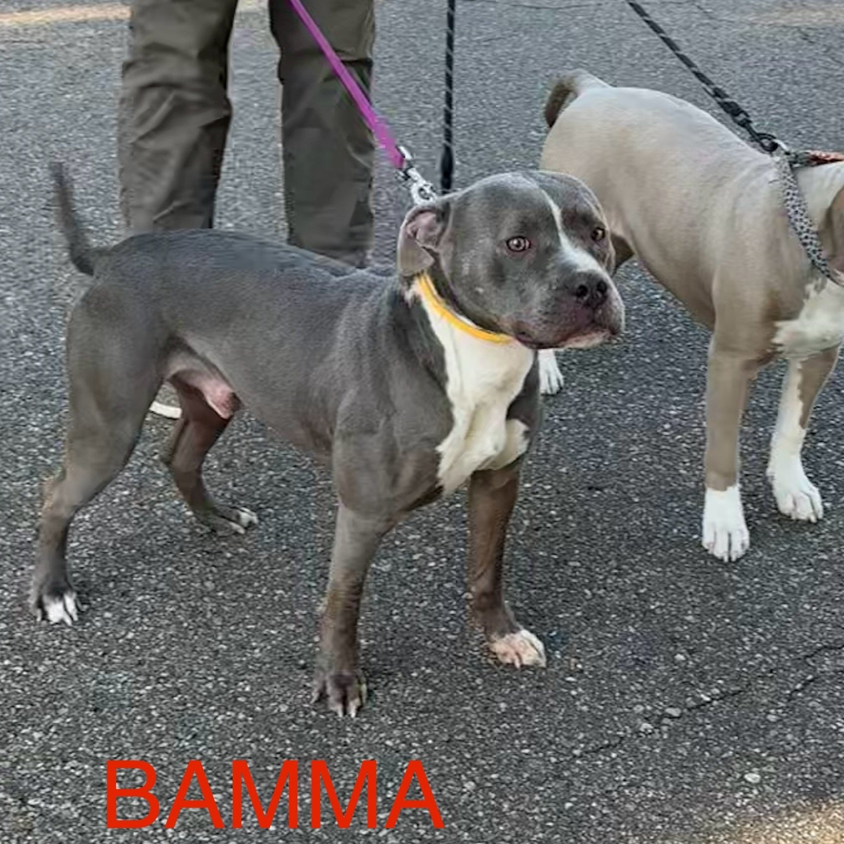 Bamma6.jpg