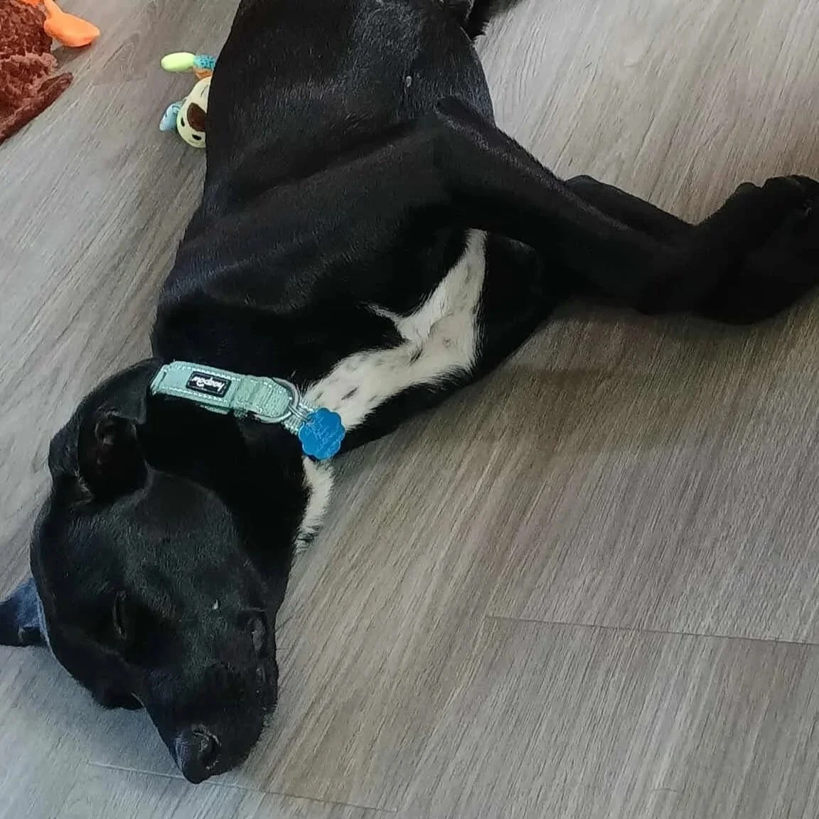 Daisy8.jpg