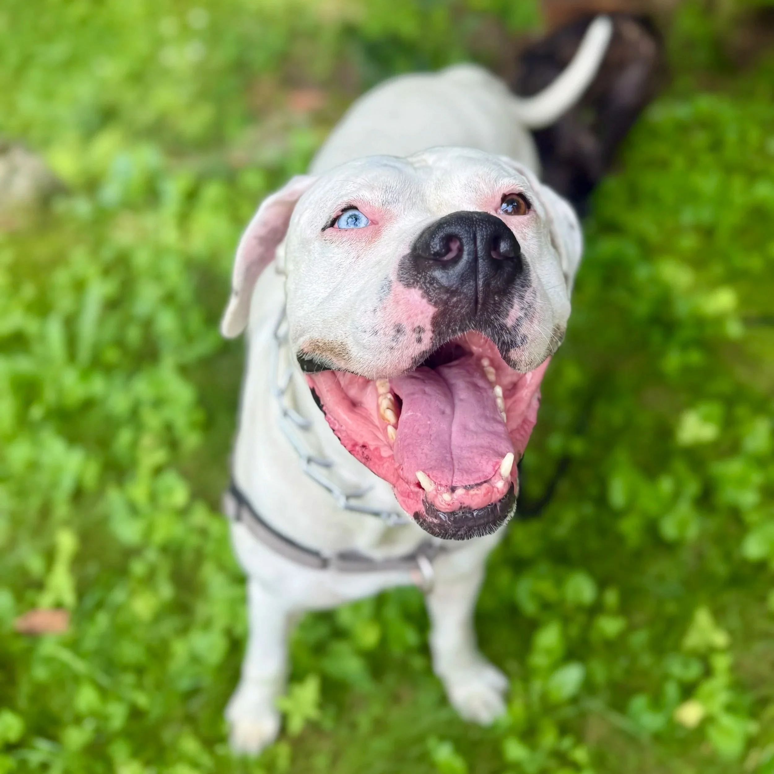 Doggo3.jpg