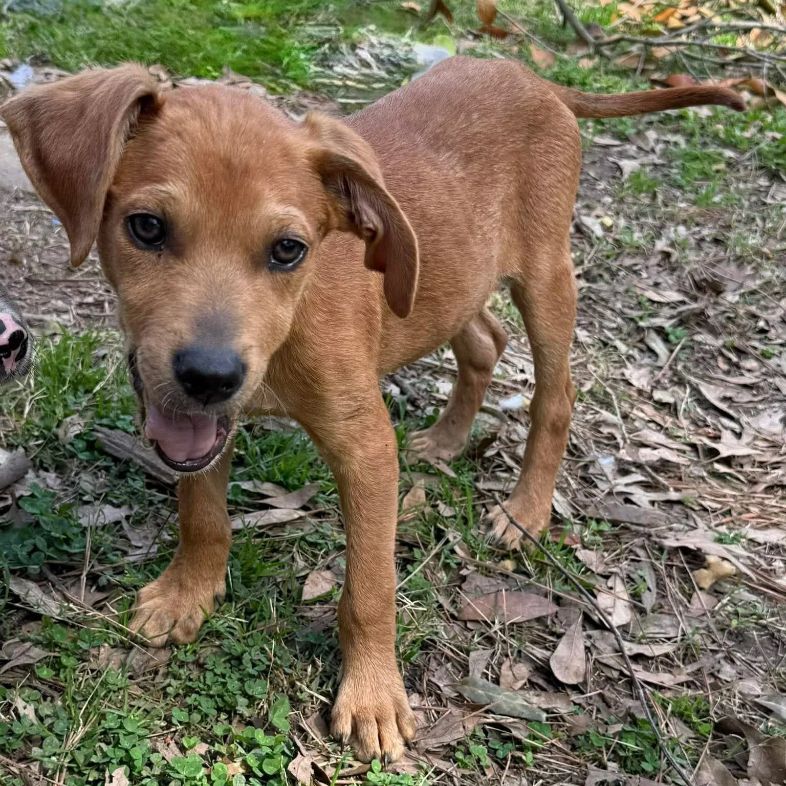 Gunner - The Lucky Ones