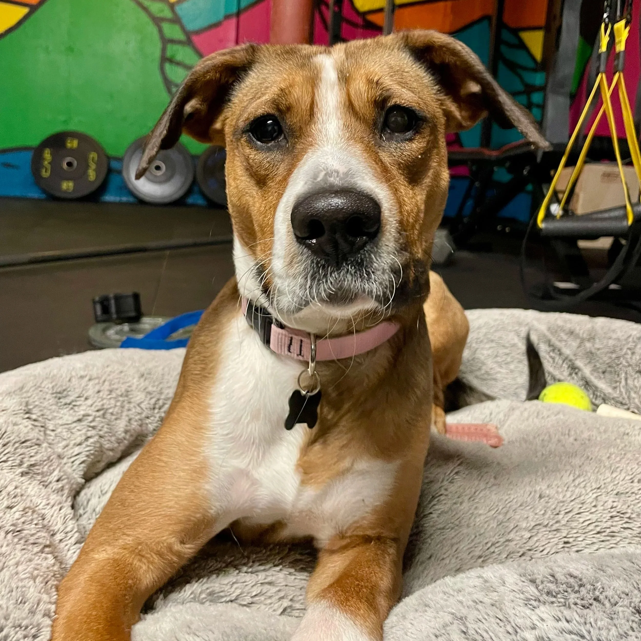 Jovi - Available to Meet in Vermont