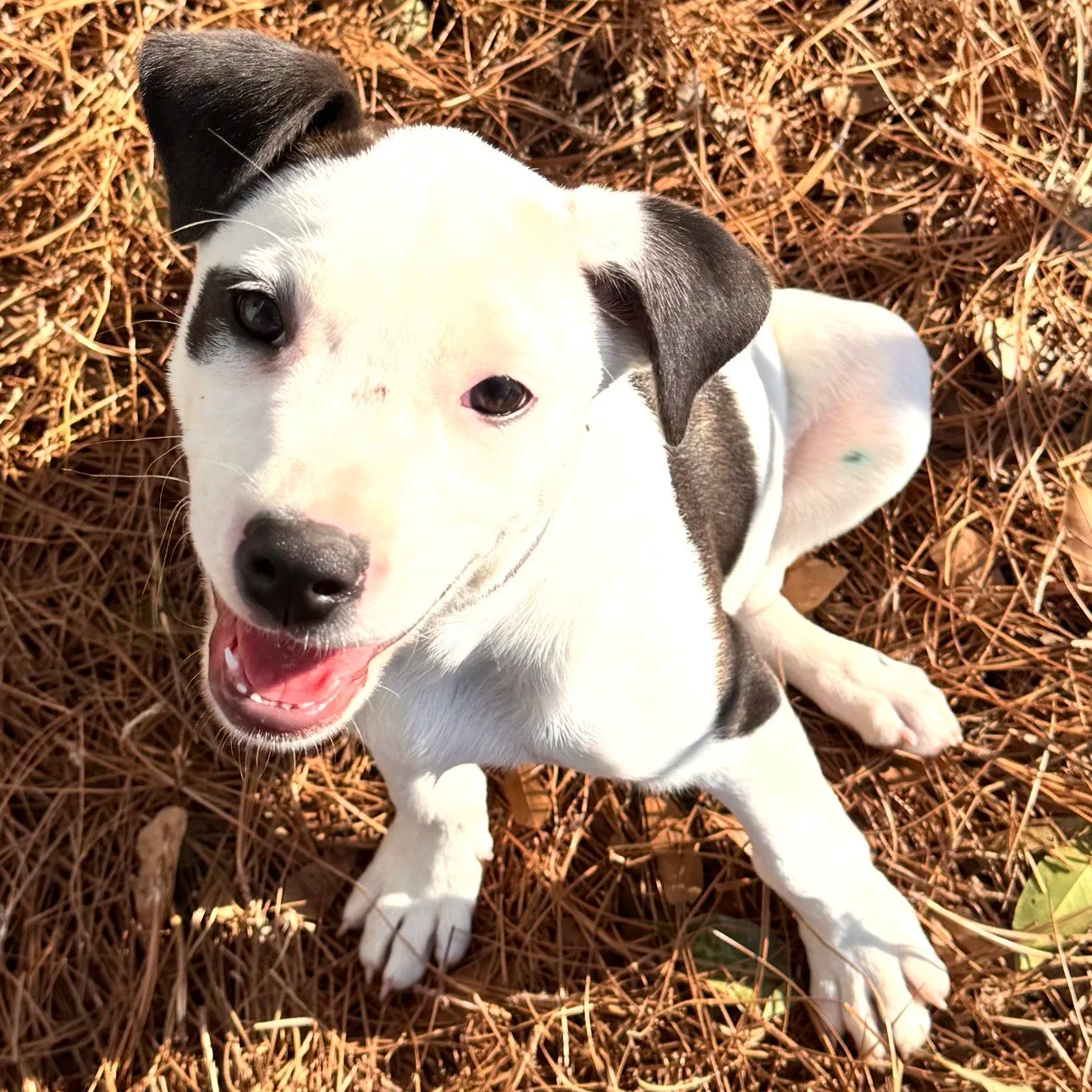 Jewel - The J Puppies