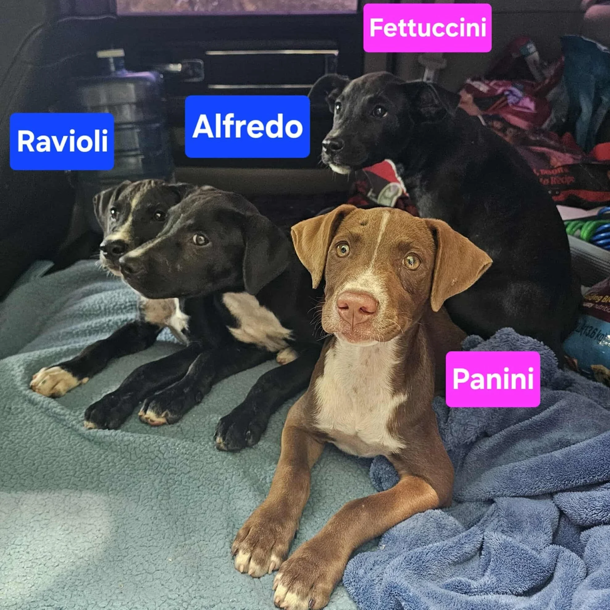 ItalianLitter.jpg