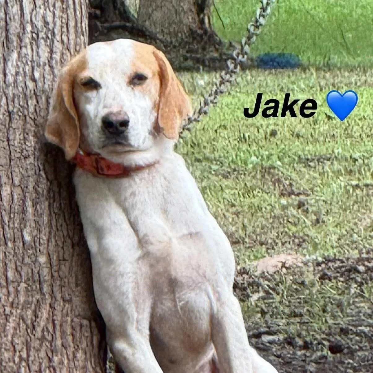 Jake4.jpg