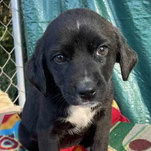 Isadora - The Victorian 10