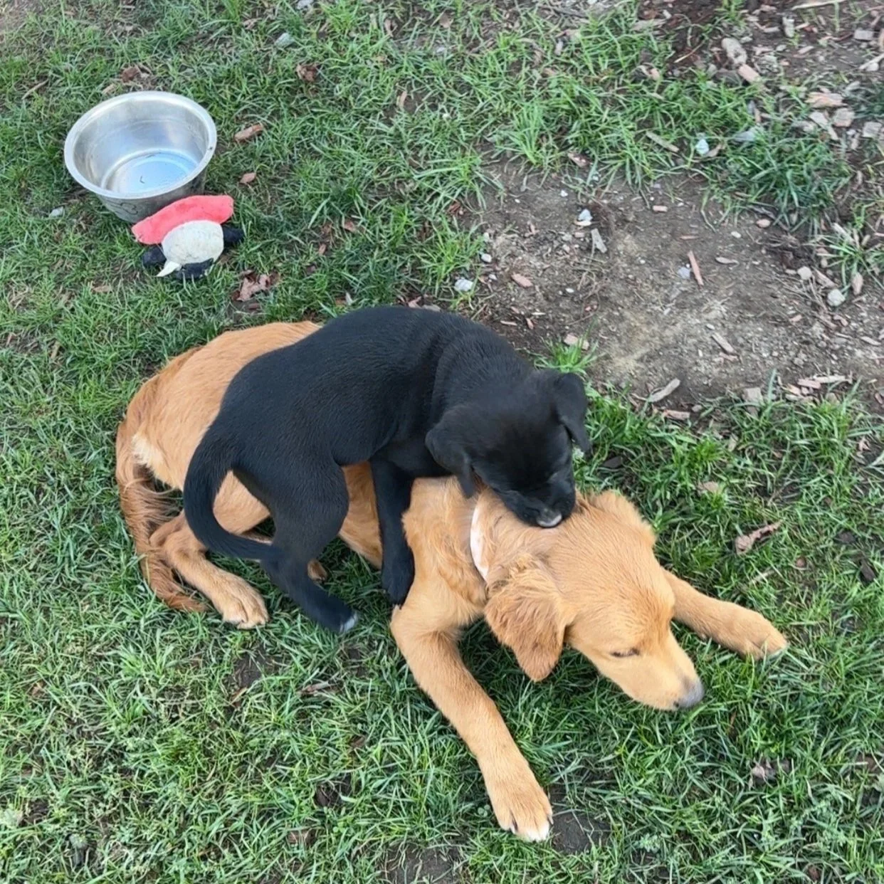 Teddy2.jpg