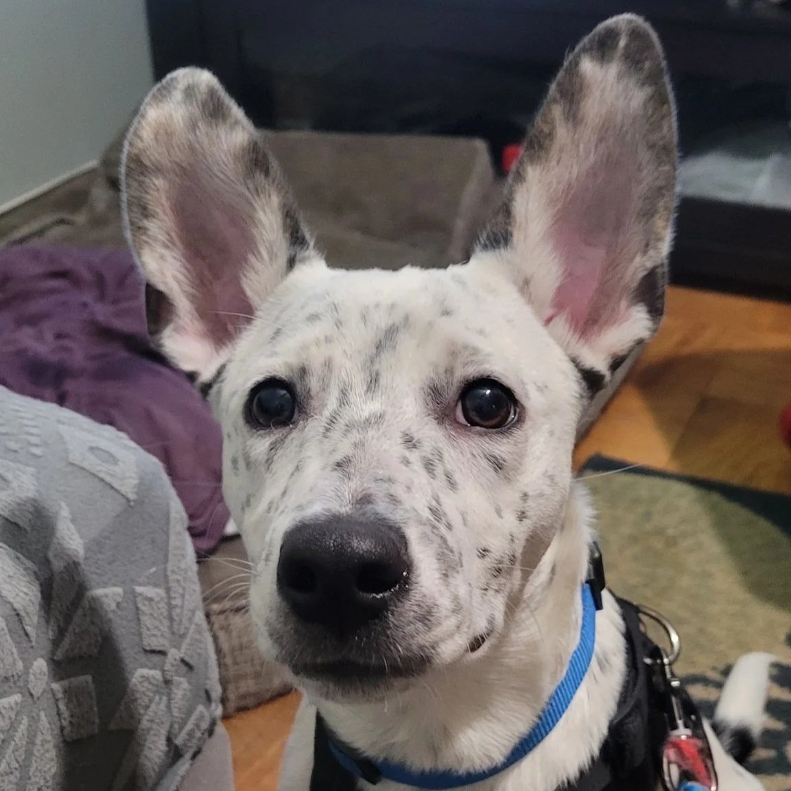Kane - Available to Meet in Vermont