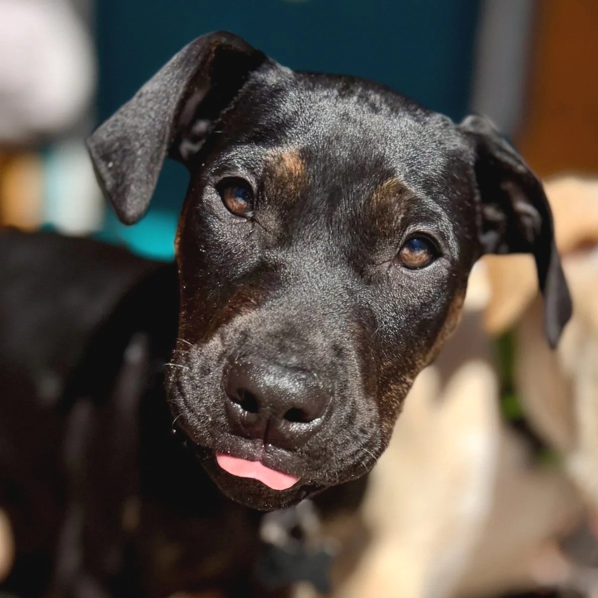 Shaft - The Highway Pups - Available to Meet in Vermont