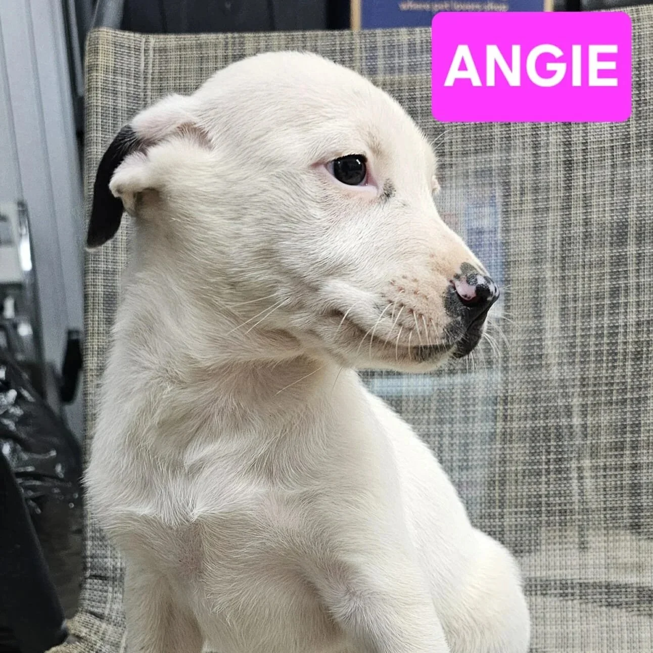 Angie1.jpg