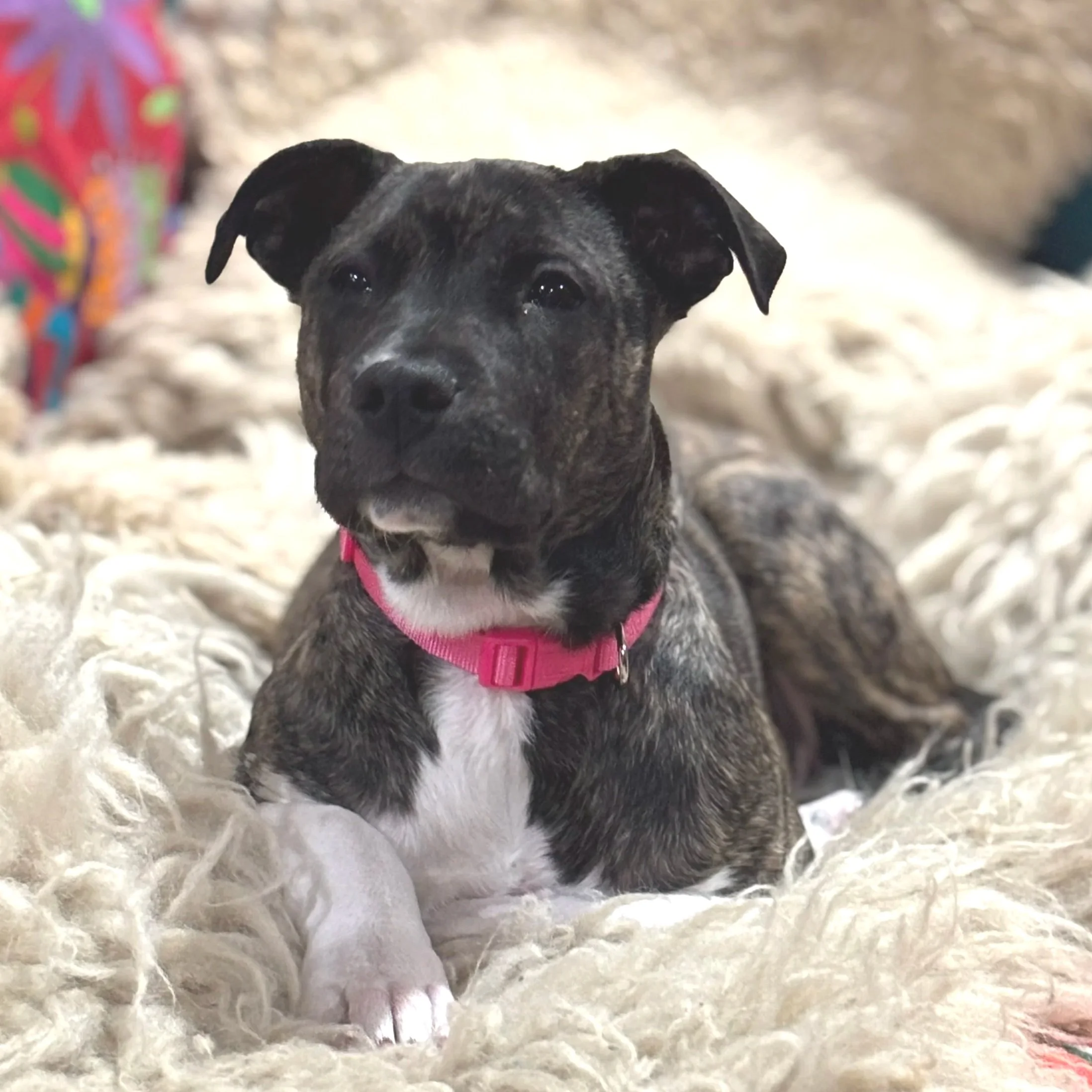 Silver Belle - Available to Meet in Vermont - Adopted