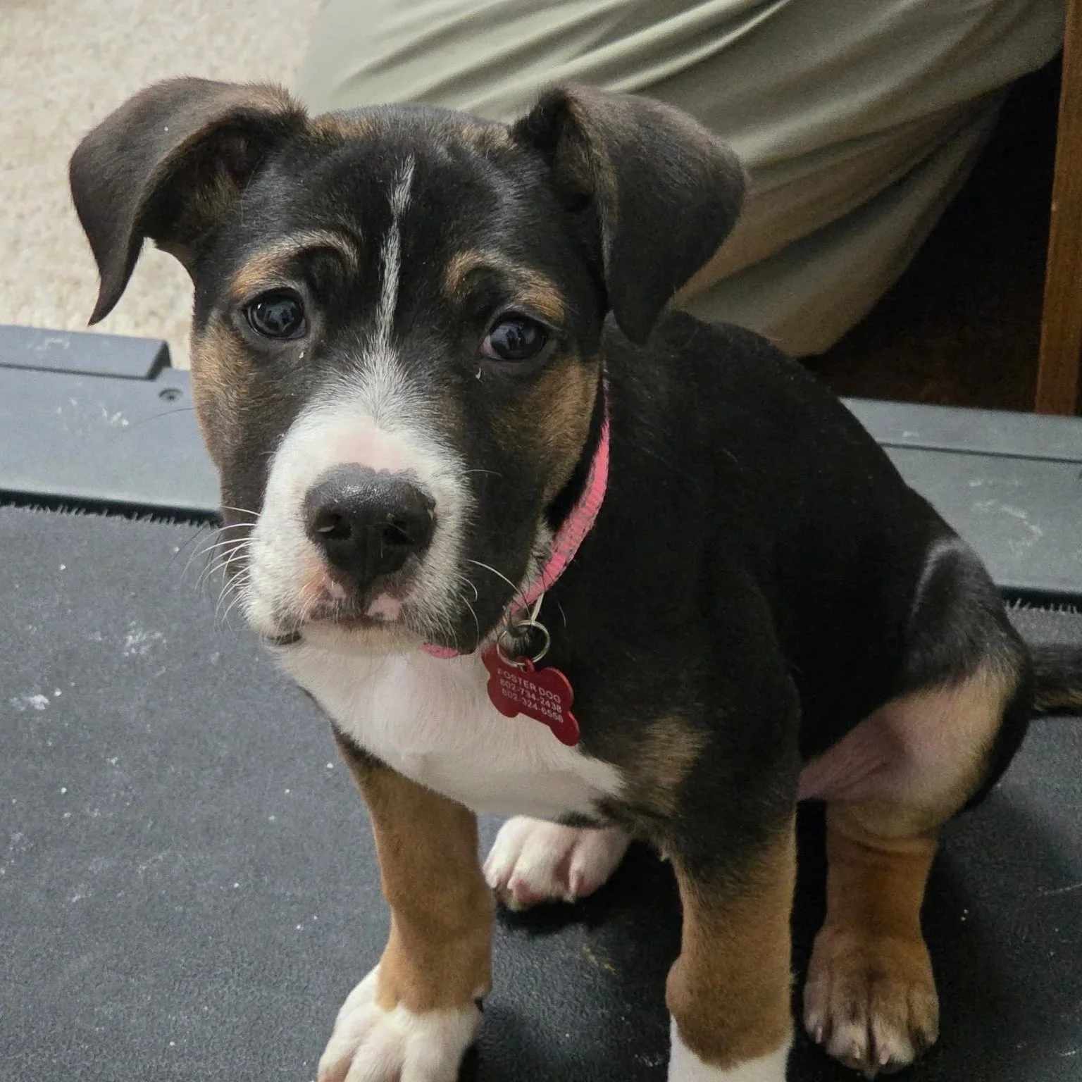 Spartacus - The Gladiators - Available to Meet in Vermont