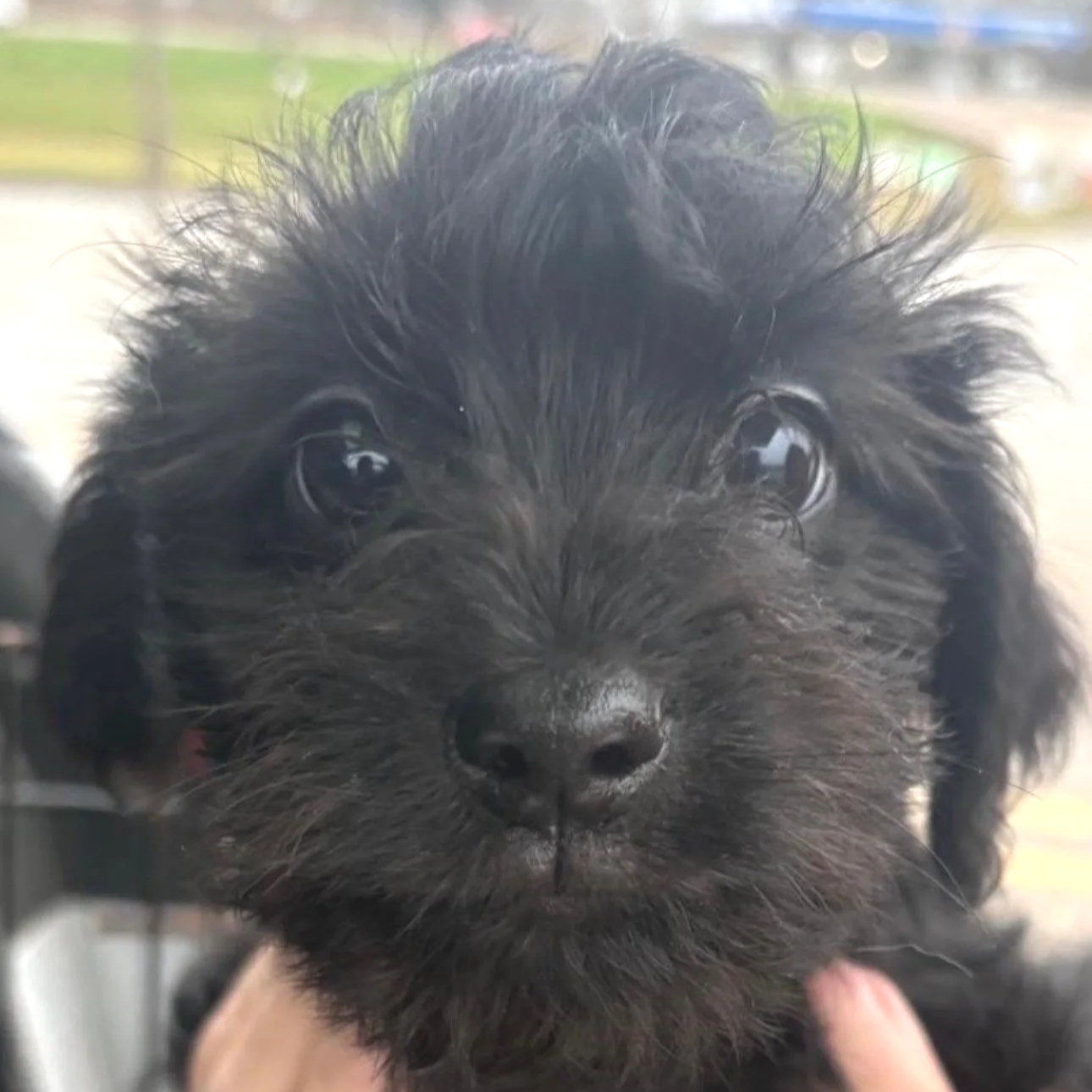 Lucas - The Stranger Things Boys - Adopted