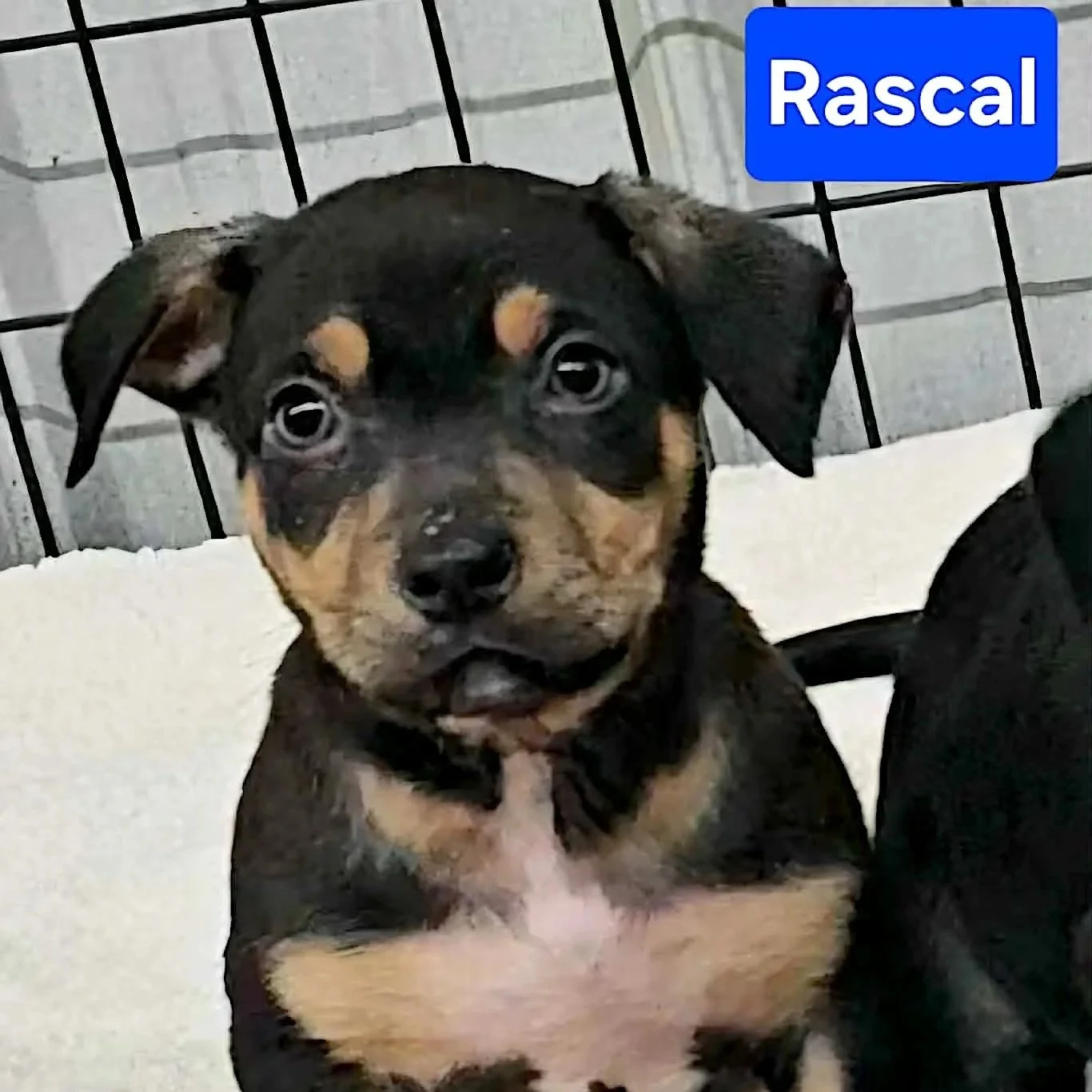 Rascal1.jpg