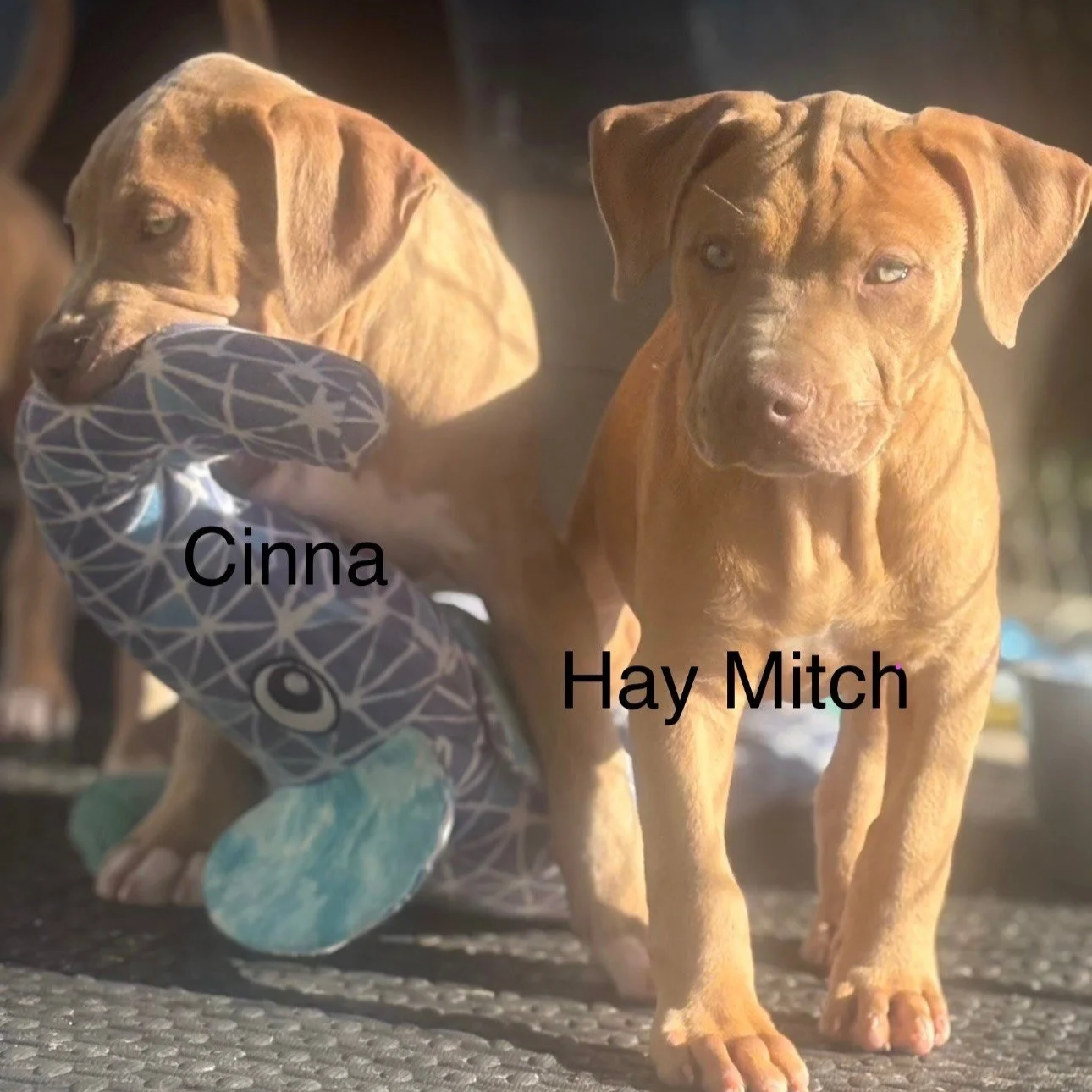 Haymitch3.png