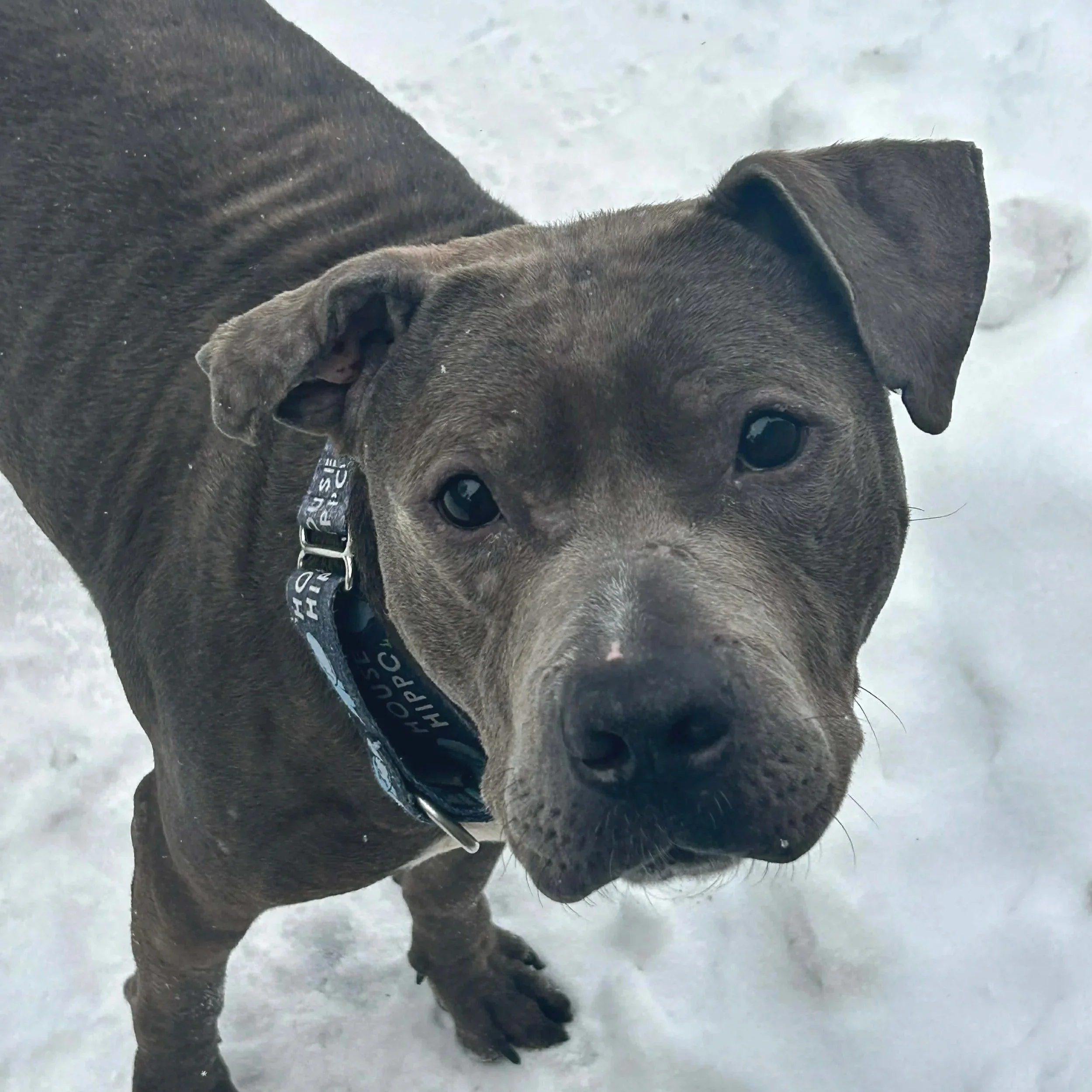 Henry - Available to Meet in Vermont