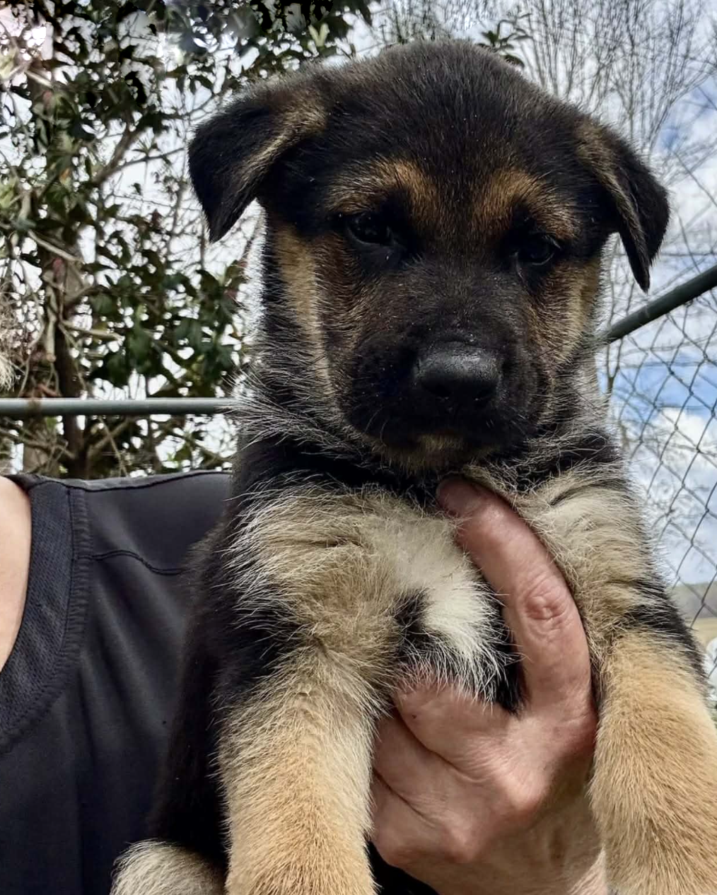 Ricky - Raven's Pups - Adopted