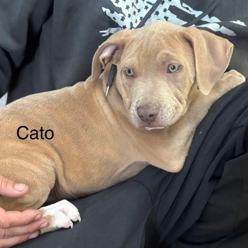 Cato1.png