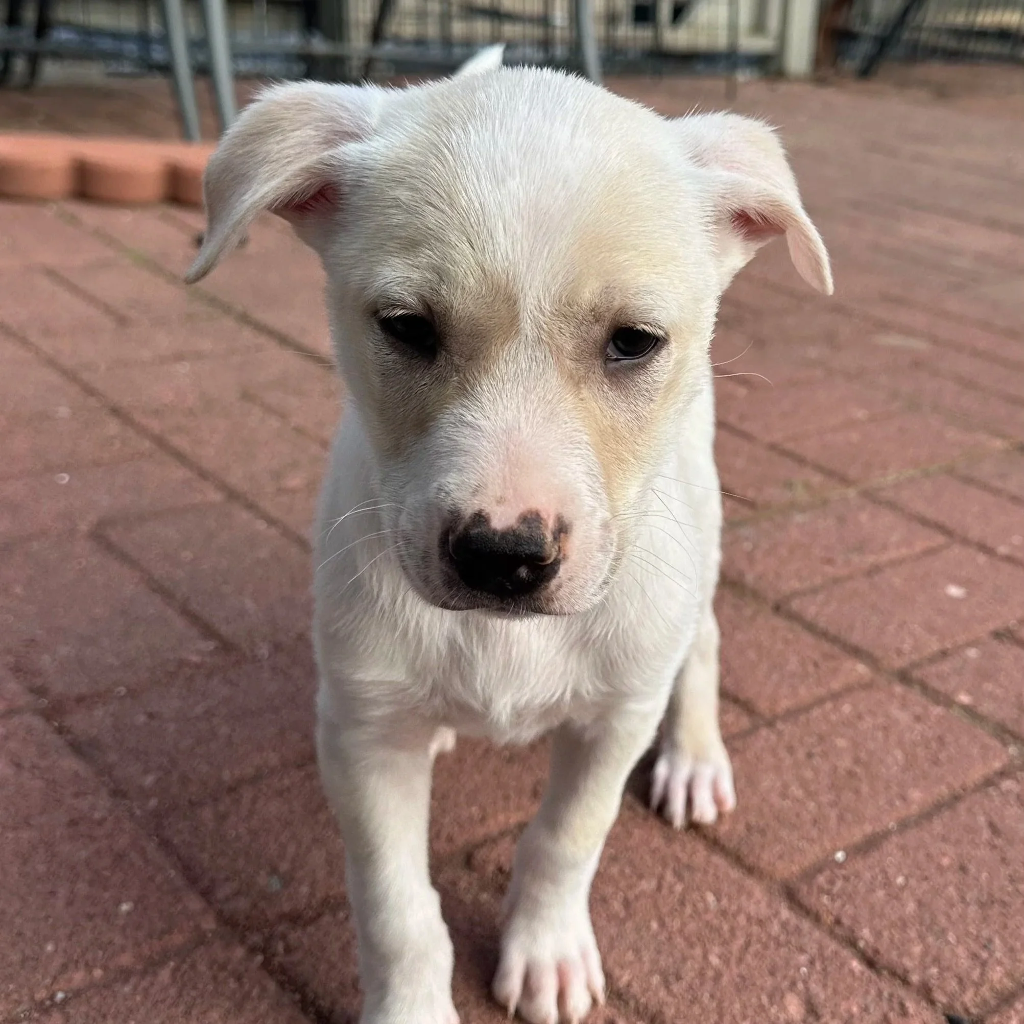 Pickles - Available to Meet in Vermont