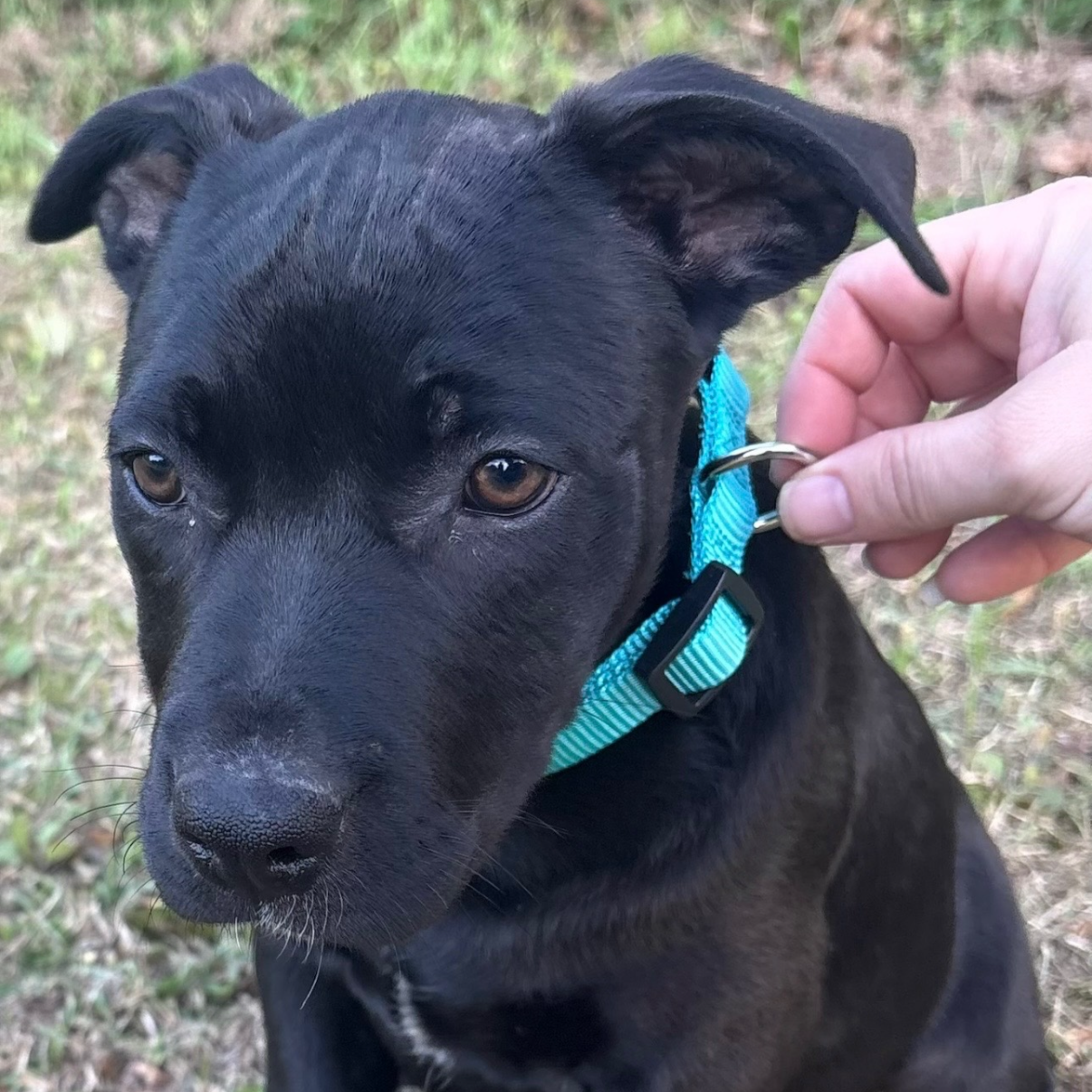 Nora - Dirty Dozen Litter