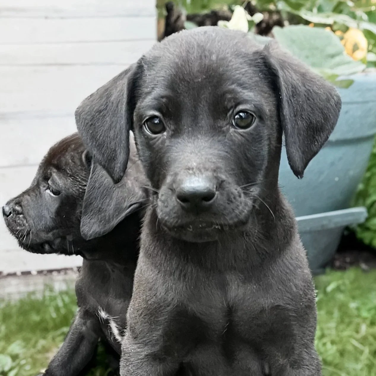 Keira - The Licorice Litter - Adopted