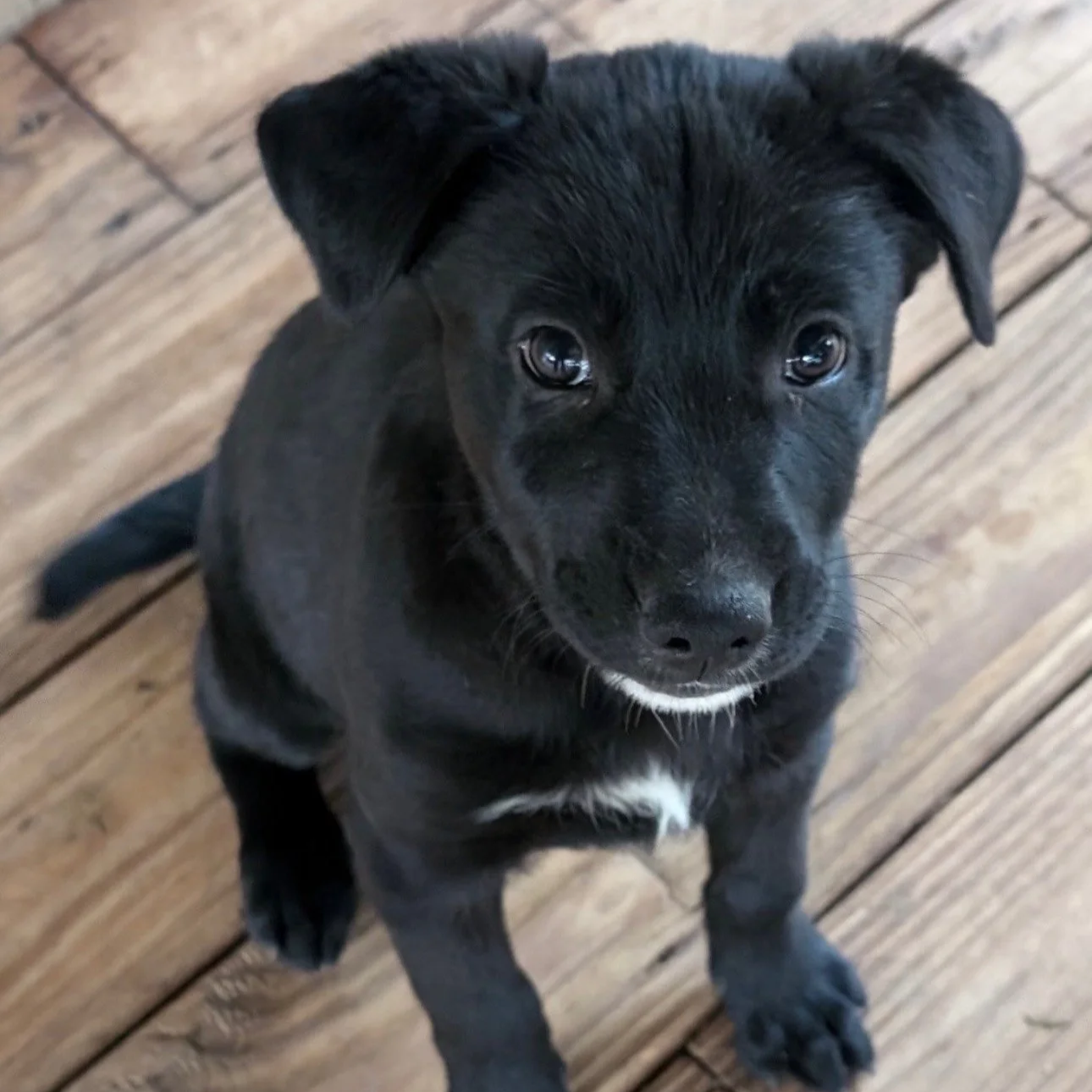 Jethro - The J Puppies - Adopted