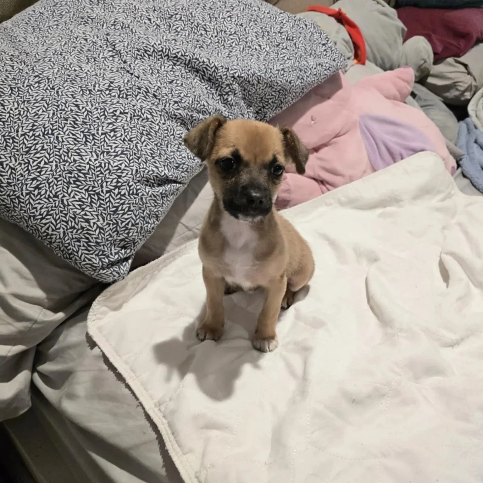 Nellie11.jpg