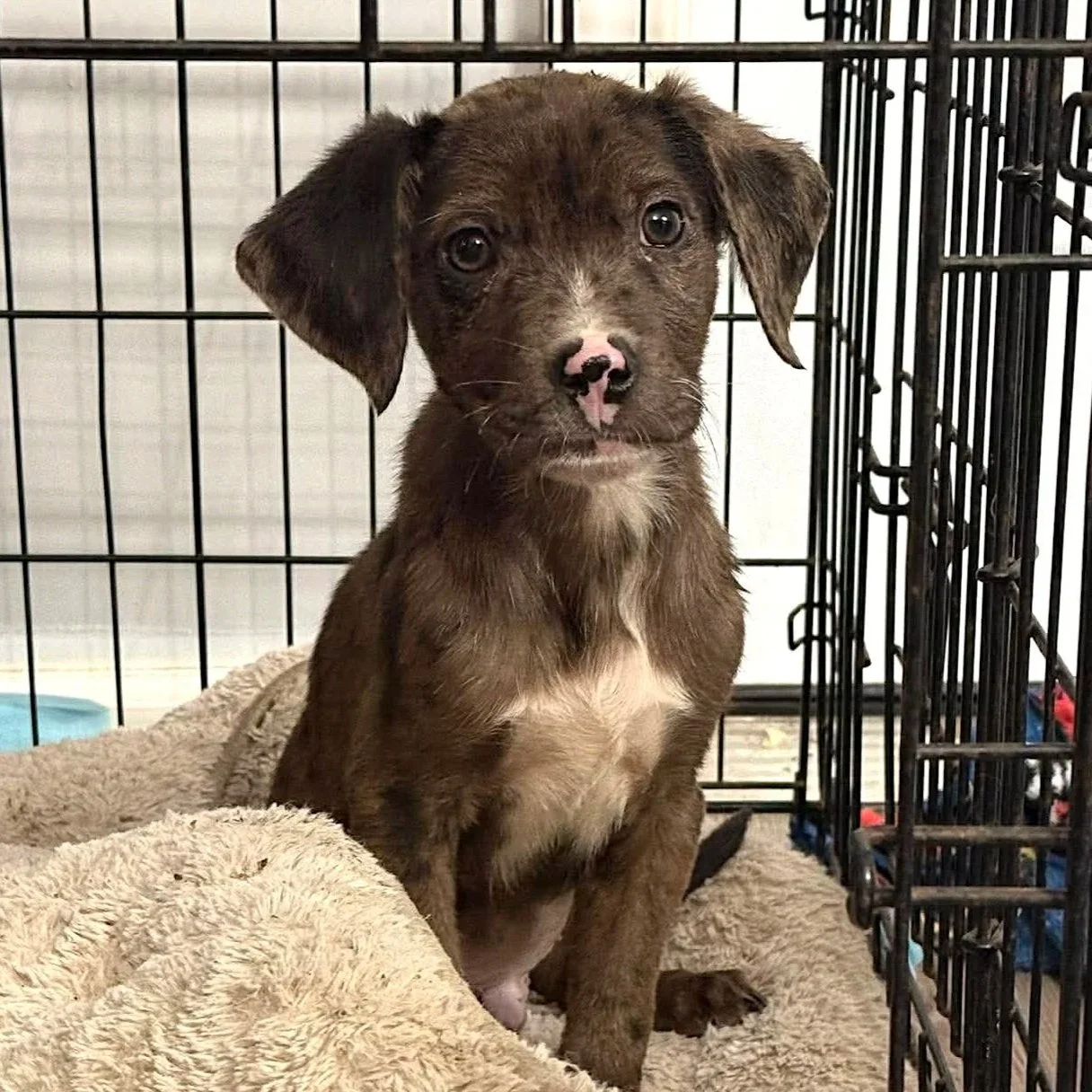 River - The Lucky Ones - Adopted