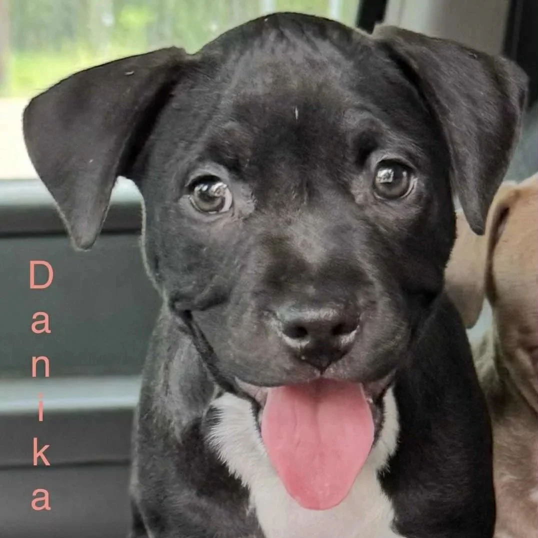 Danika6.jpg