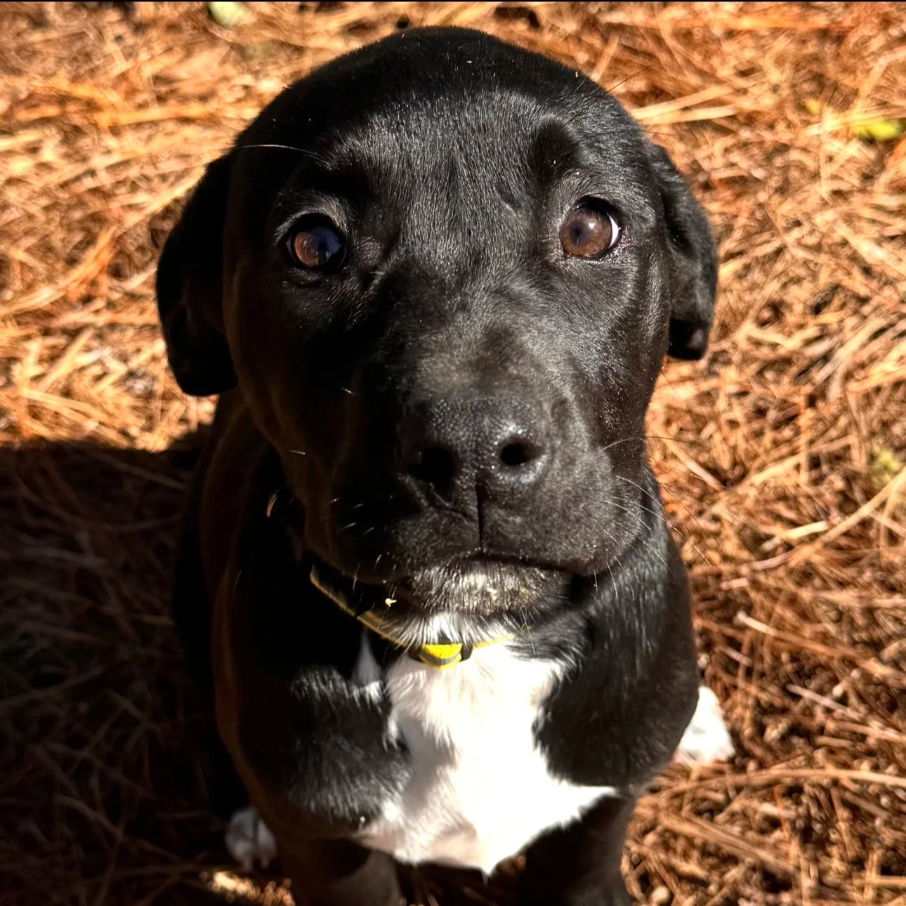 Gale - The Lab Sisters