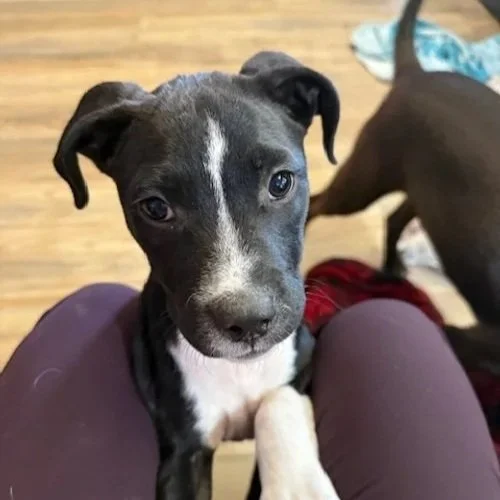 Lucy -The Bottle Babies