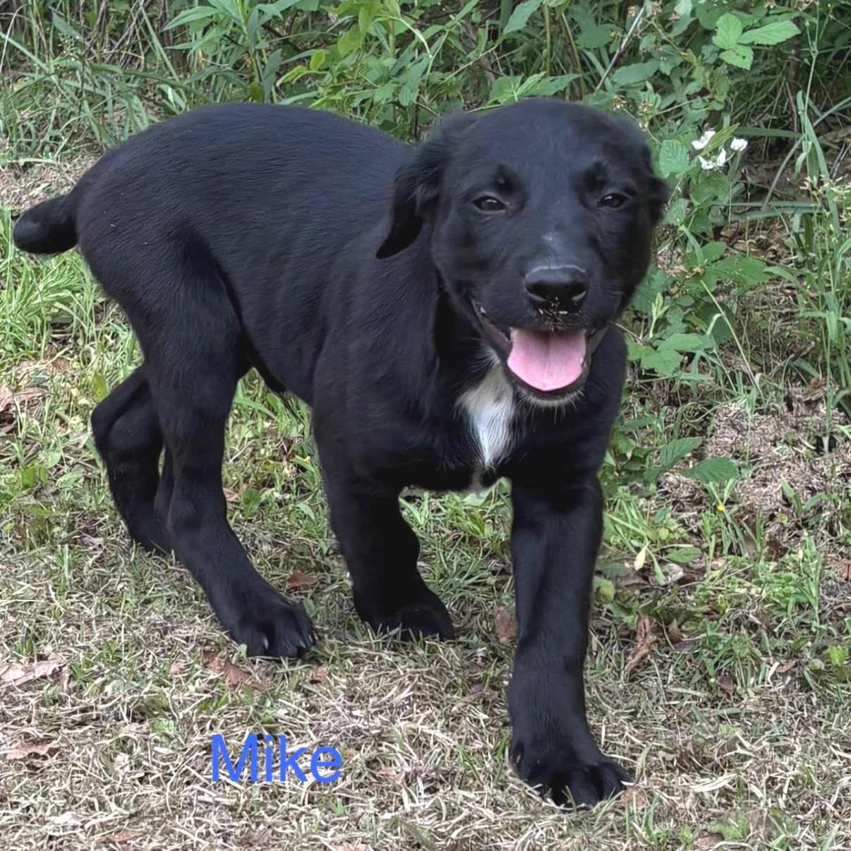 Mike - Dirty Dozen Litter