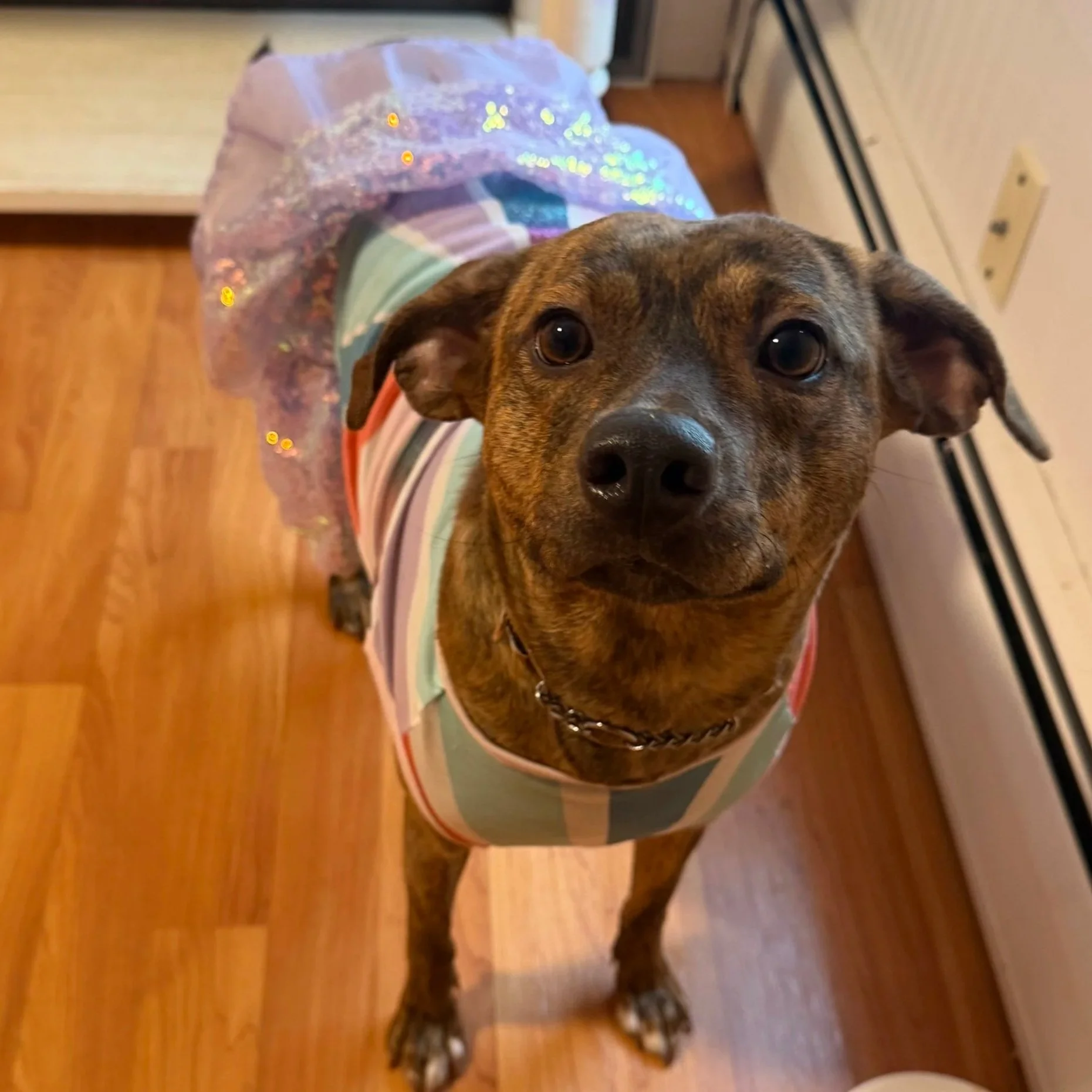 Baylee - Available to Meet in Vermont