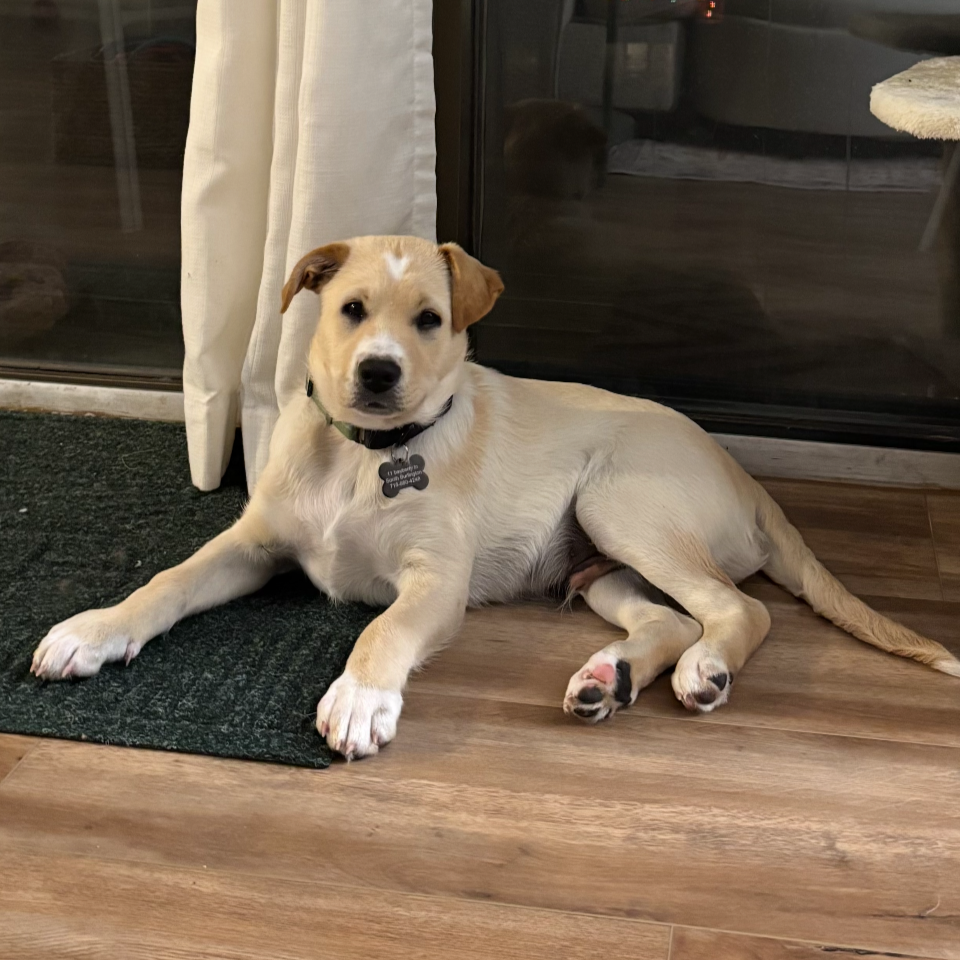 Atom - Lucy Loo's Litter-Adopted