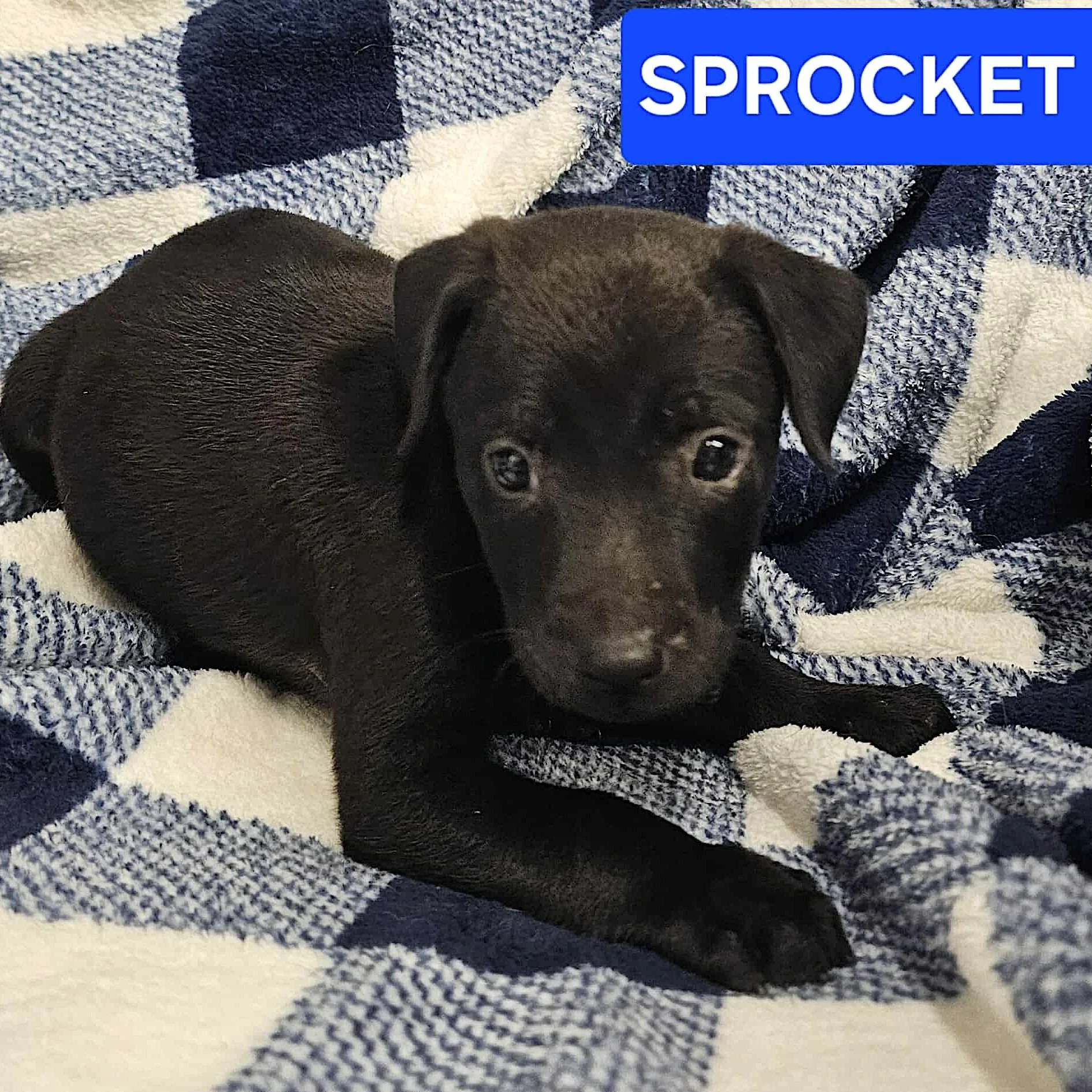 Sprocket1.jpg