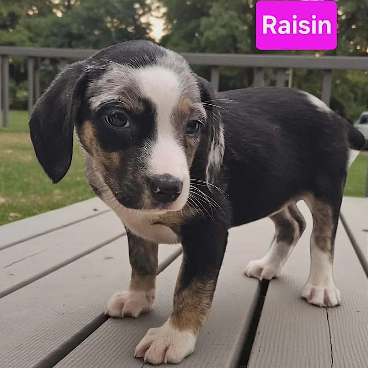 Raisin - Speck's Pups - Adopted