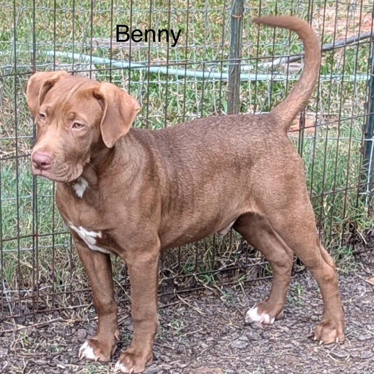 Benny3.png