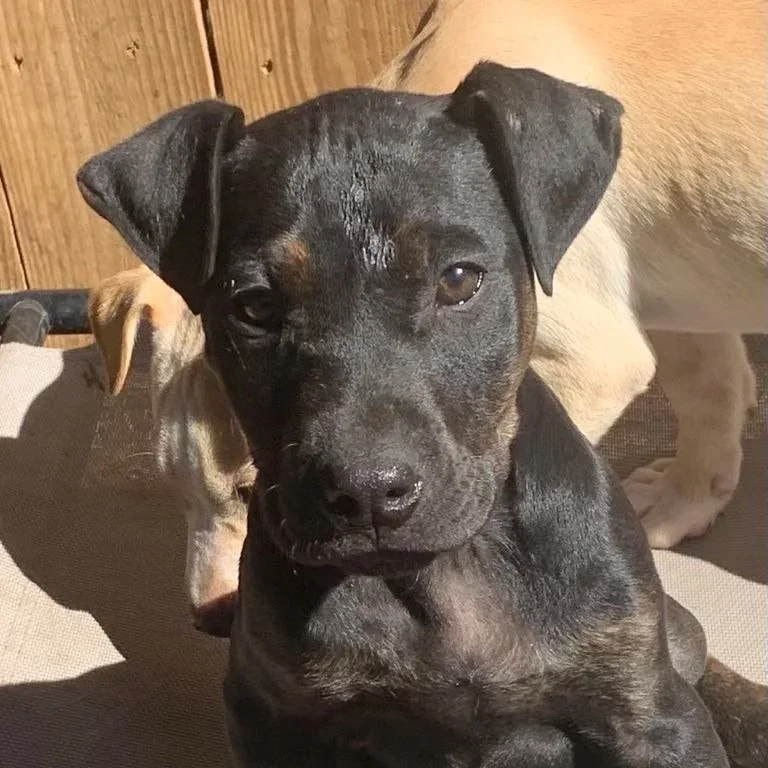 Shaft - The Highway Pups