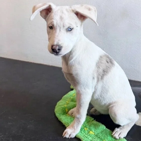 Pixie2 - Special Needs - Adopted