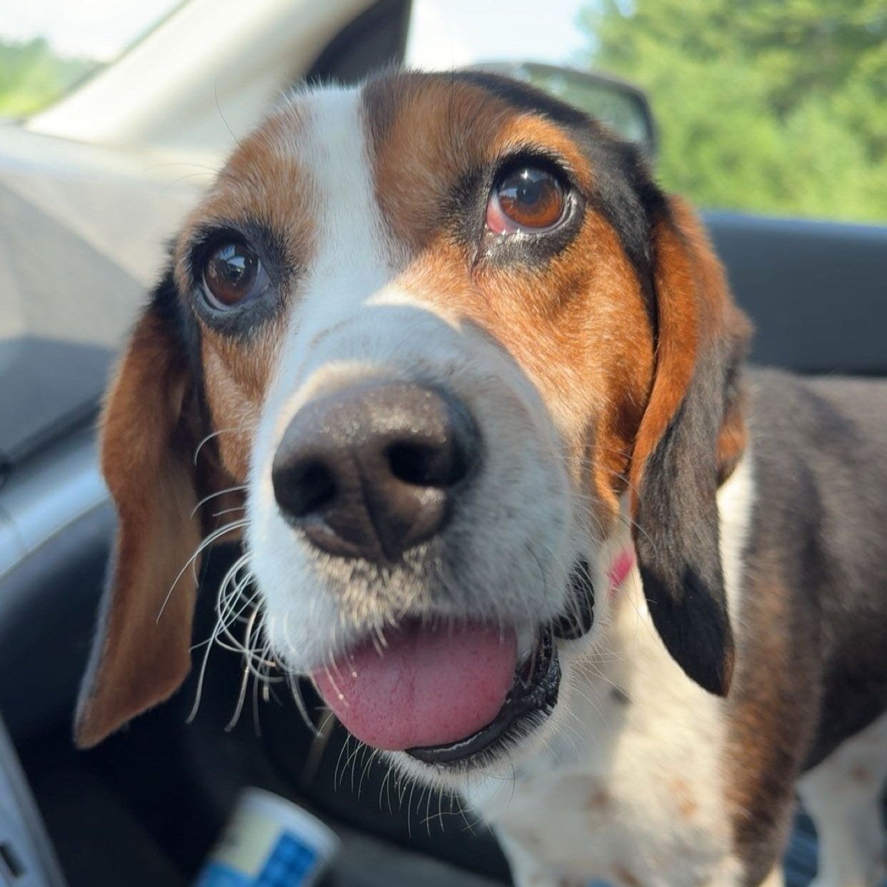 Daisy1.jpg