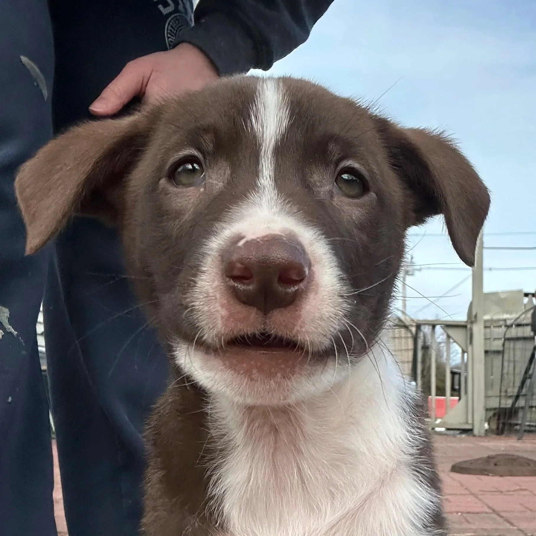 Rufus - Available to Meet in Vermont - Adopted