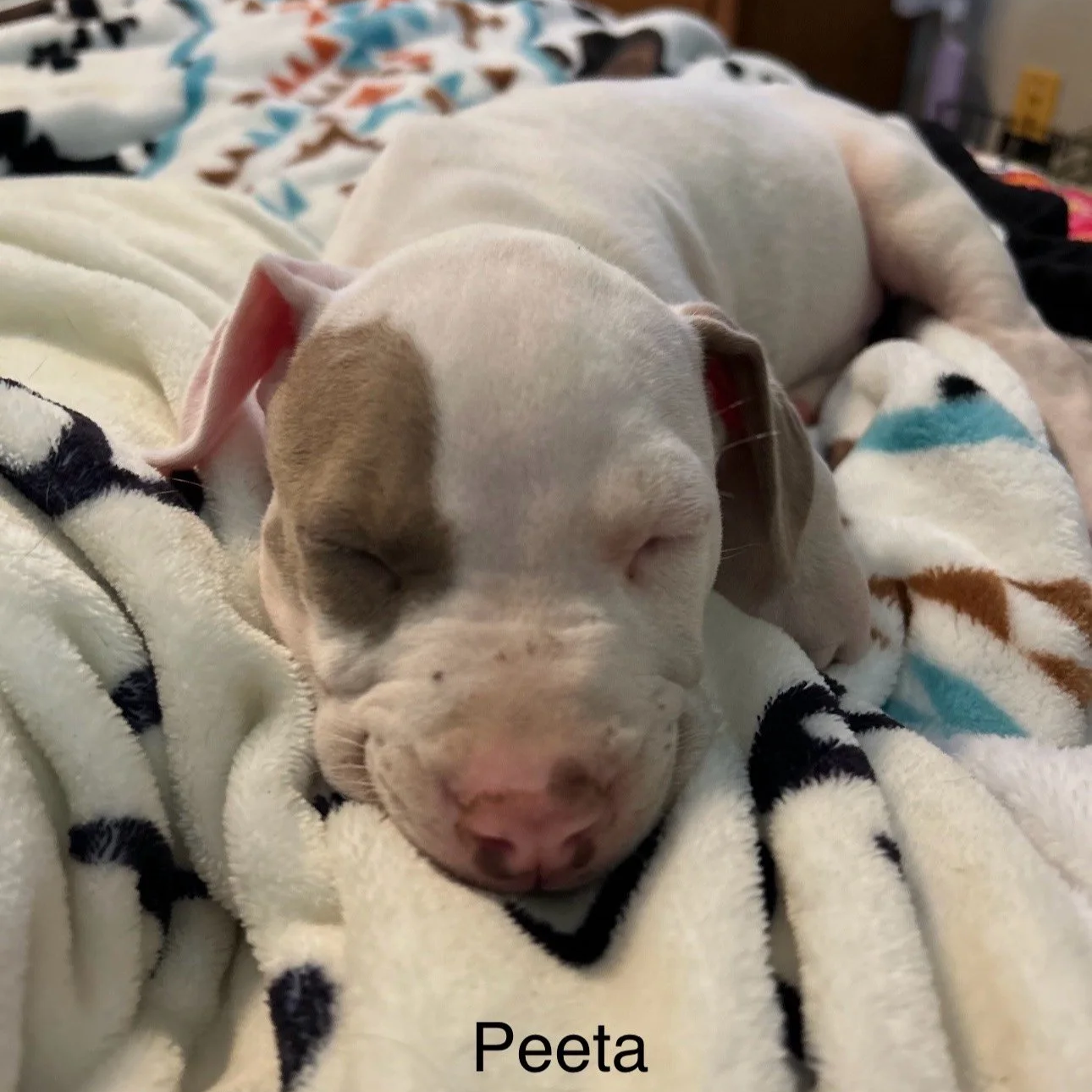 Peeta4.png