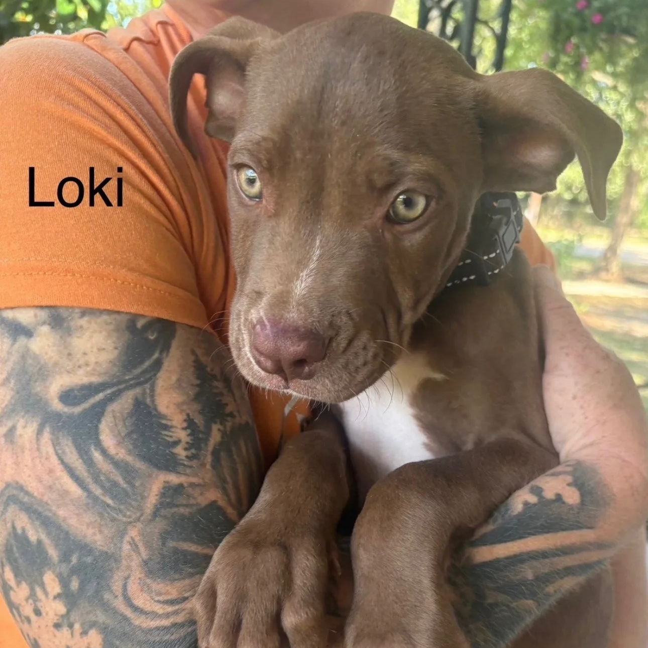 Loki1.png