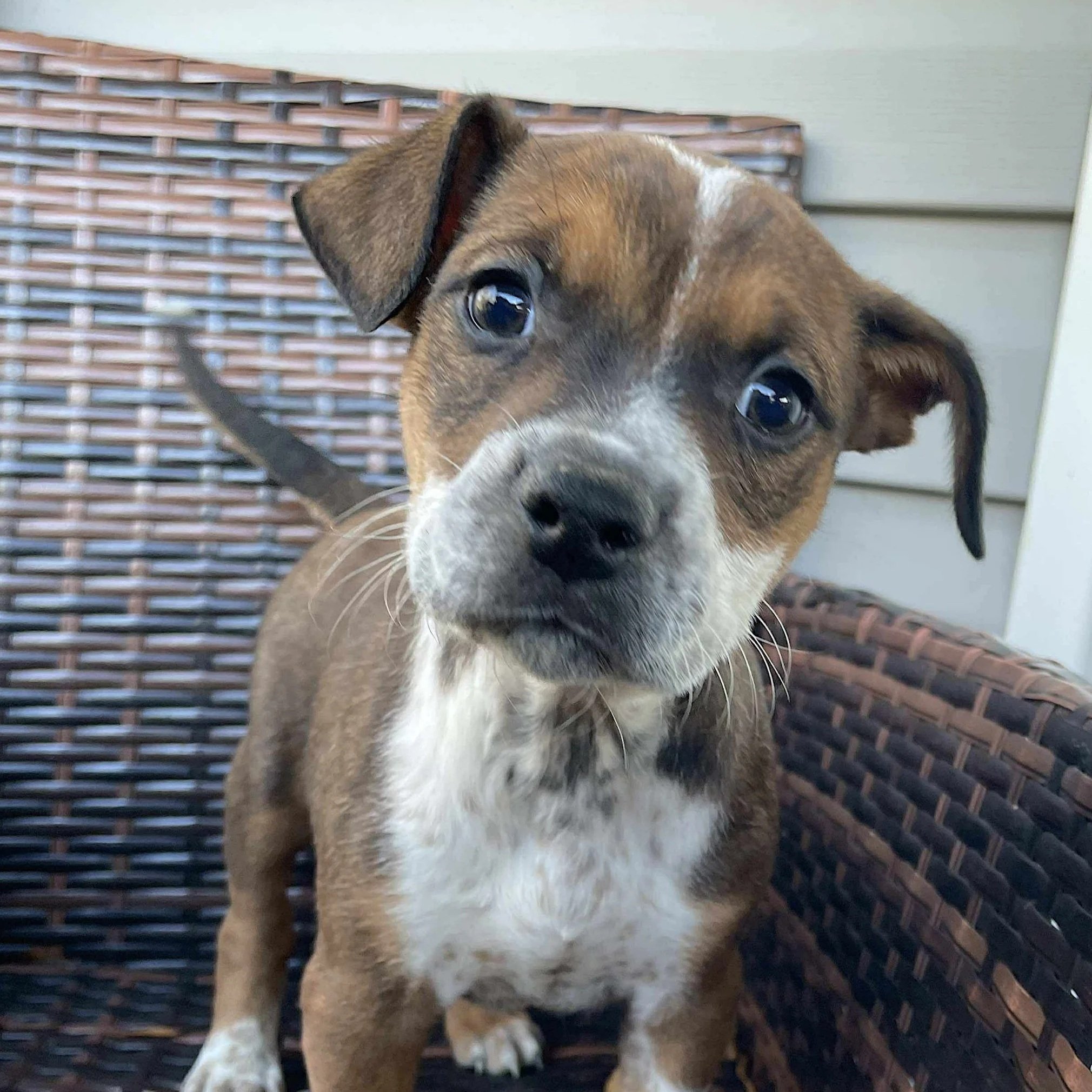 Meridus - The Gladiators