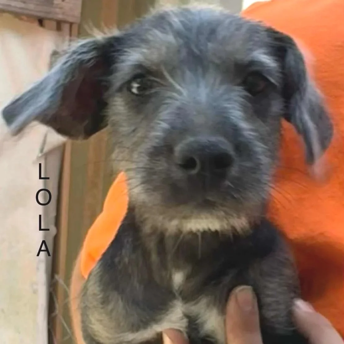 Lola3.jpg