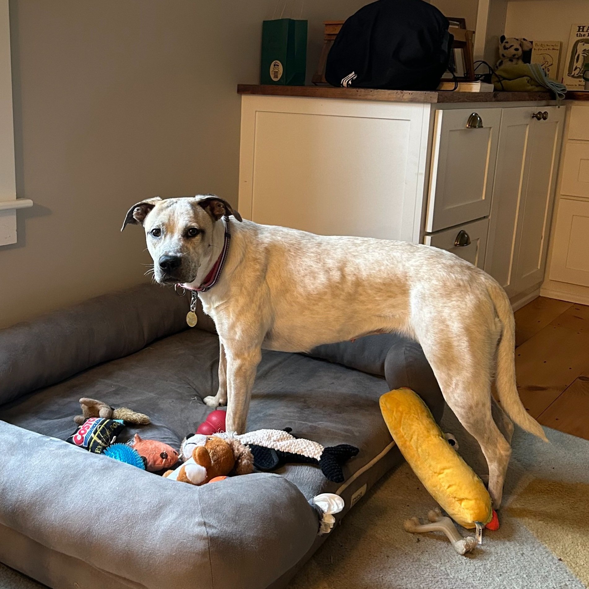 Harley1.jpg