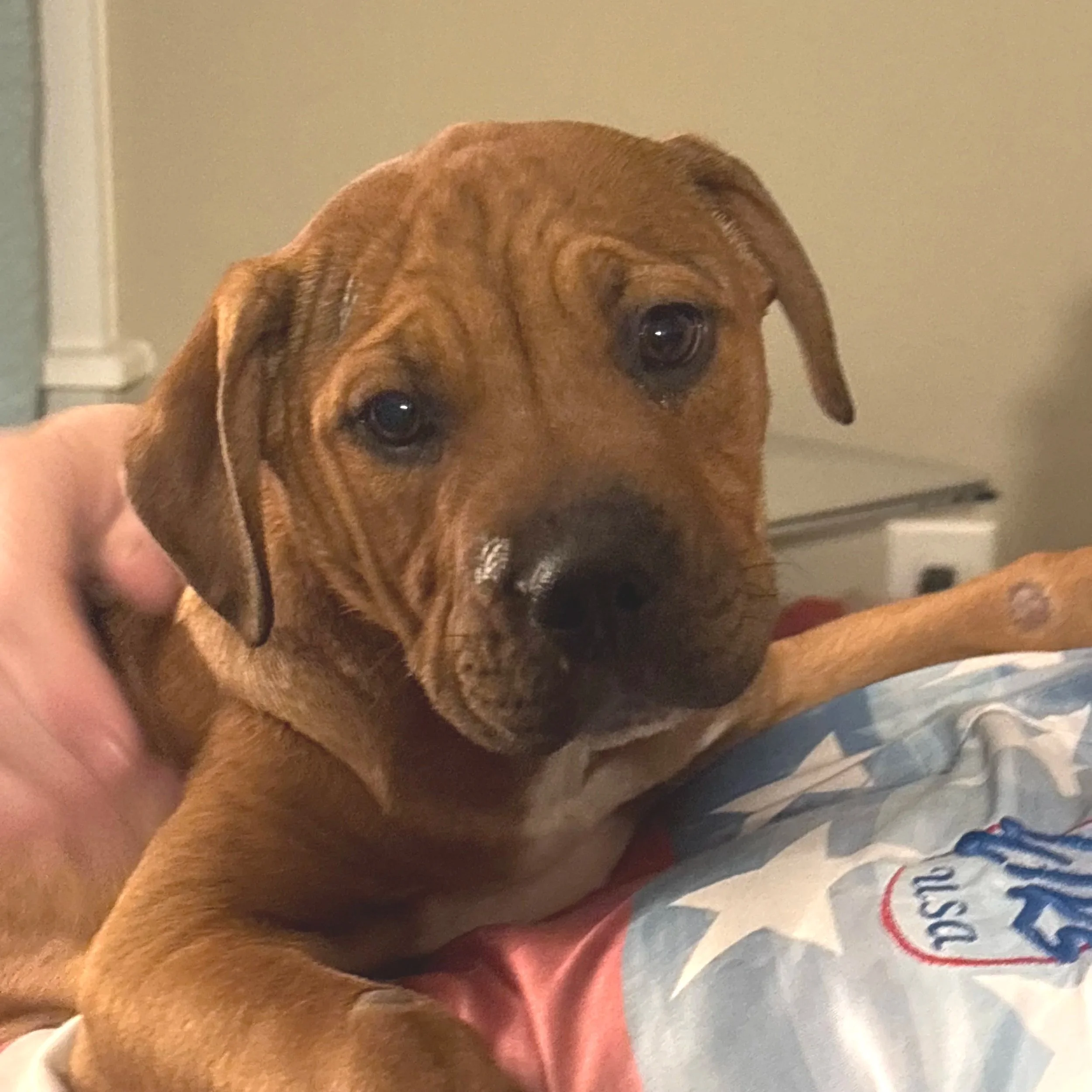 Eclair - The 'E' Litter - Available to Meet in Vermont - Adopted